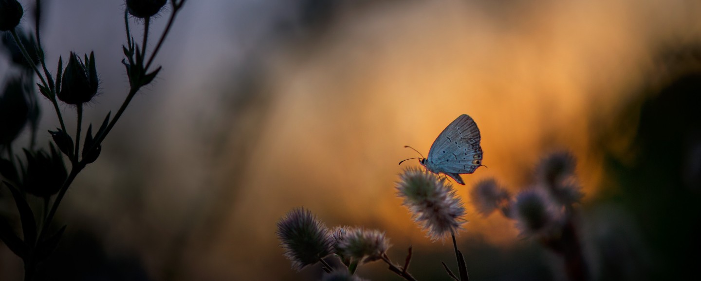 Le partenaire de vos observations